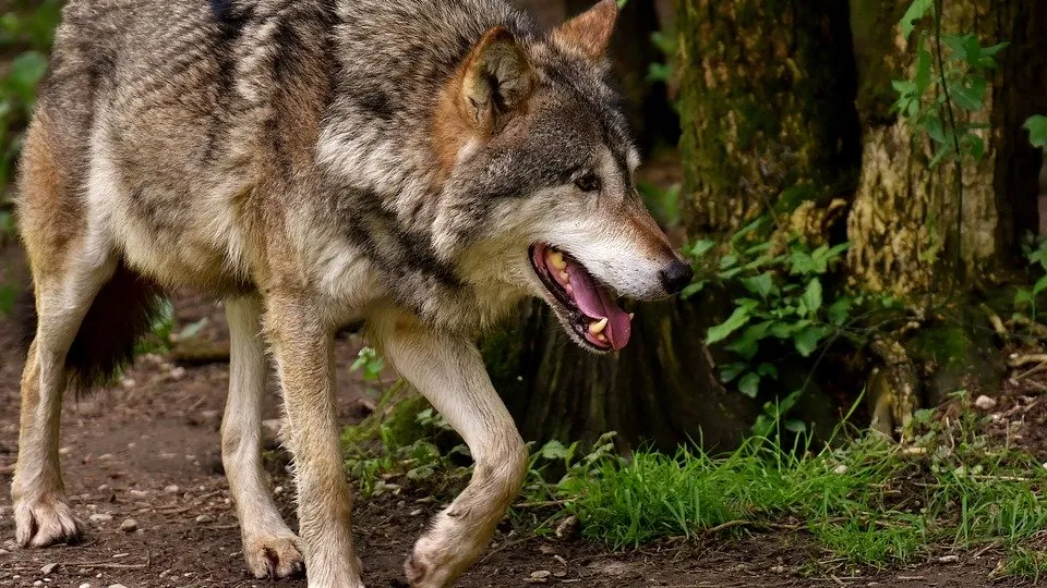 Rubrik_Naturschutz_-pixabay-wolf-3151876_960_720